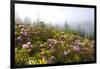 Rhododendron Bushes and Morning Fog Along Lolo Pass-Craig Tuttle-Framed Photographic Print