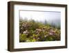 Rhododendron Bushes and Morning Fog Along Lolo Pass-Craig Tuttle-Framed Photographic Print