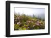 Rhododendron Bushes and Morning Fog Along Lolo Pass-Craig Tuttle-Framed Photographic Print