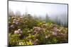 Rhododendron Bushes and Morning Fog Along Lolo Pass-Craig Tuttle-Mounted Photographic Print