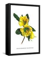 Rhododendron Dalhousiae-H.g. Moon-Framed Stretched Canvas