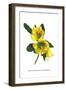 Rhododendron Dalhousiae-H.g. Moon-Framed Art Print