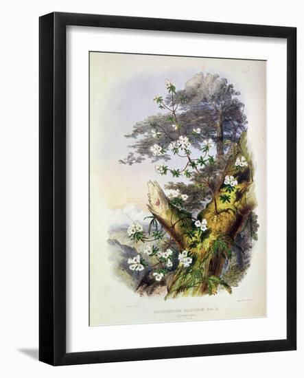 Rhododendron: Dalhousie from 'Rhododendrons of the Sikkim Himalaya'-Joseph Dalton Hooker-Framed Giclee Print