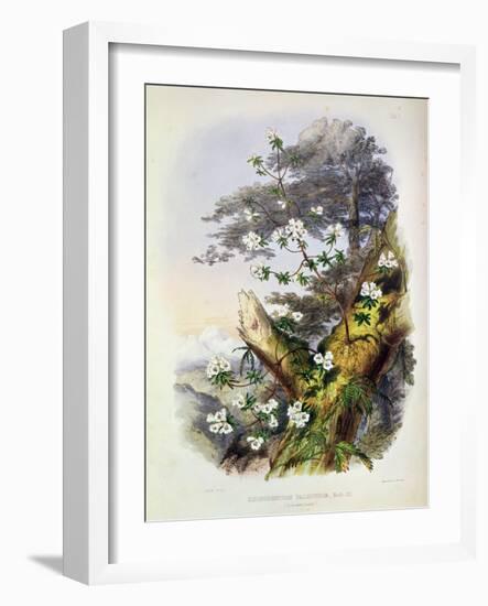 Rhododendron: Dalhousie from 'Rhododendrons of the Sikkim Himalaya'-Joseph Dalton Hooker-Framed Giclee Print