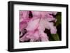 Rhododendron flower, anthers and red stigma visible, UK-Heather Angel-Framed Photographic Print