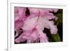 Rhododendron flower, anthers and red stigma visible, UK-Heather Angel-Framed Photographic Print