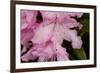 Rhododendron flower, anthers and red stigma visible, UK-Heather Angel-Framed Photographic Print