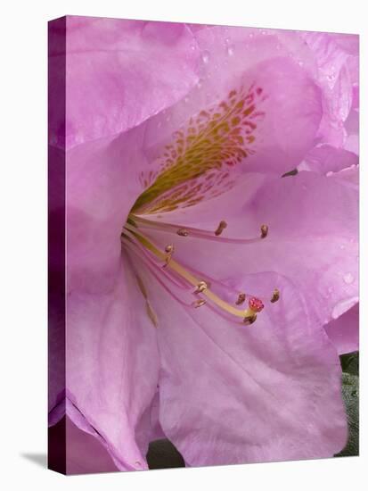 Rhododendron flower-Jamie & Judy Wild-Stretched Canvas