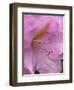 Rhododendron flower-Jamie & Judy Wild-Framed Photographic Print