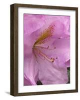 Rhododendron flower-Jamie & Judy Wild-Framed Photographic Print