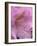 Rhododendron flower-Jamie & Judy Wild-Framed Photographic Print