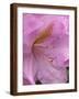 Rhododendron flower-Jamie & Judy Wild-Framed Photographic Print