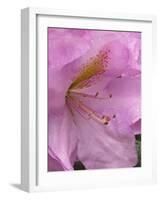 Rhododendron flower-Jamie & Judy Wild-Framed Photographic Print