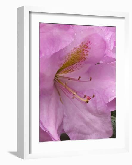 Rhododendron flower-Jamie & Judy Wild-Framed Photographic Print