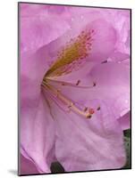 Rhododendron flower-Jamie & Judy Wild-Mounted Photographic Print