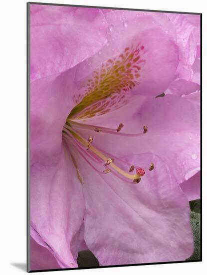 Rhododendron flower-Jamie & Judy Wild-Mounted Photographic Print