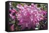 Rhododendron Flowers-Dr. Keith Wheeler-Framed Stretched Canvas