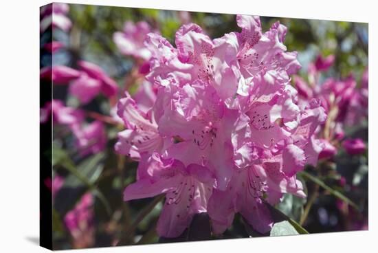 Rhododendron Flowers-Dr. Keith Wheeler-Stretched Canvas