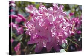 Rhododendron Flowers-Dr. Keith Wheeler-Stretched Canvas