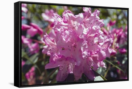 Rhododendron Flowers-Dr. Keith Wheeler-Framed Stretched Canvas