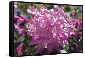 Rhododendron Flowers-Dr. Keith Wheeler-Framed Stretched Canvas