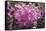 Rhododendron Flowers-Dr. Keith Wheeler-Framed Stretched Canvas