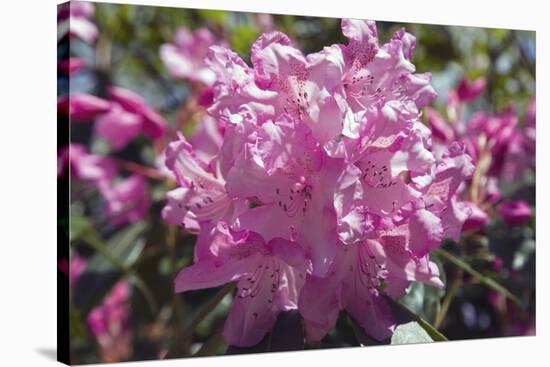 Rhododendron Flowers-Dr. Keith Wheeler-Stretched Canvas