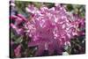 Rhododendron Flowers-Dr. Keith Wheeler-Stretched Canvas