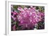 Rhododendron Flowers-Dr. Keith Wheeler-Framed Premium Photographic Print