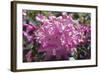 Rhododendron Flowers-Dr. Keith Wheeler-Framed Premium Photographic Print