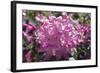 Rhododendron Flowers-Dr. Keith Wheeler-Framed Premium Photographic Print