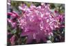 Rhododendron Flowers-Dr. Keith Wheeler-Mounted Premium Photographic Print