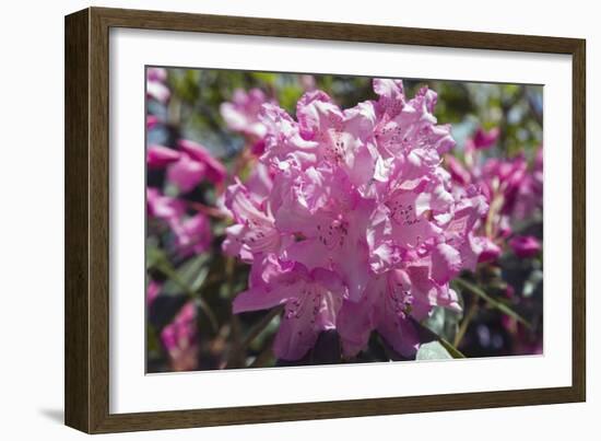 Rhododendron Flowers-Dr. Keith Wheeler-Framed Photographic Print