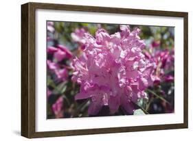 Rhododendron Flowers-Dr. Keith Wheeler-Framed Photographic Print
