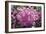 Rhododendron Flowers-Dr. Keith Wheeler-Framed Photographic Print