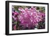 Rhododendron Flowers-Dr. Keith Wheeler-Framed Photographic Print