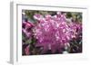 Rhododendron Flowers-Dr. Keith Wheeler-Framed Photographic Print