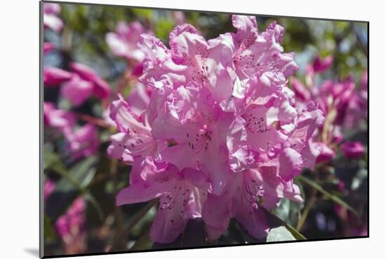 Rhododendron Flowers-Dr. Keith Wheeler-Mounted Photographic Print