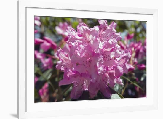 Rhododendron Flowers-Dr. Keith Wheeler-Framed Photographic Print