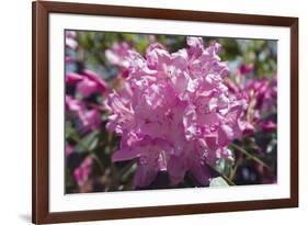 Rhododendron Flowers-Dr. Keith Wheeler-Framed Photographic Print