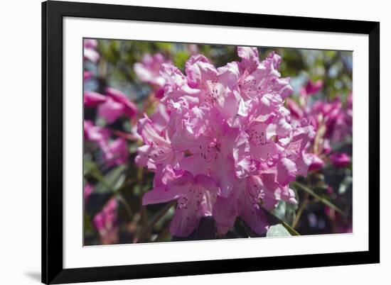 Rhododendron Flowers-Dr. Keith Wheeler-Framed Photographic Print