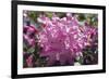 Rhododendron Flowers-Dr. Keith Wheeler-Framed Photographic Print