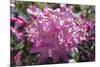 Rhododendron Flowers-Dr. Keith Wheeler-Mounted Photographic Print