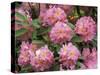 Rhododendron Garden, Portland, Oregon, USA-Adam Jones-Stretched Canvas