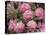 Rhododendron Garden, Portland, Oregon, USA-Adam Jones-Stretched Canvas