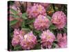 Rhododendron Garden, Portland, Oregon, USA-Adam Jones-Stretched Canvas
