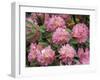 Rhododendron Garden, Portland, Oregon, USA-Adam Jones-Framed Photographic Print