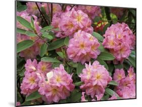 Rhododendron Garden, Portland, Oregon, USA-Adam Jones-Mounted Photographic Print