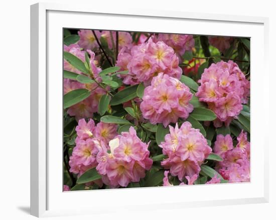 Rhododendron Garden, Portland, Oregon, USA-Adam Jones-Framed Photographic Print