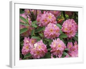 Rhododendron Garden, Portland, Oregon, USA-Adam Jones-Framed Photographic Print